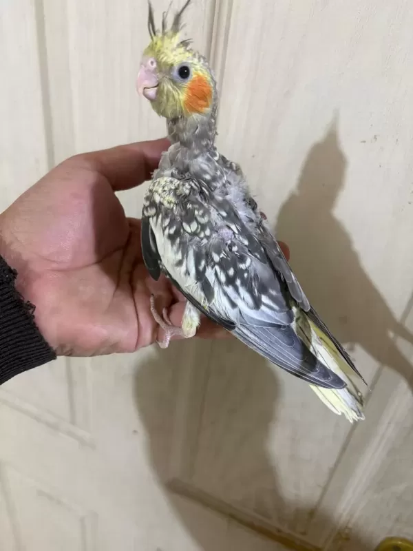 38 Günlük Konuşturmalık Bebek Sultan Papağanı