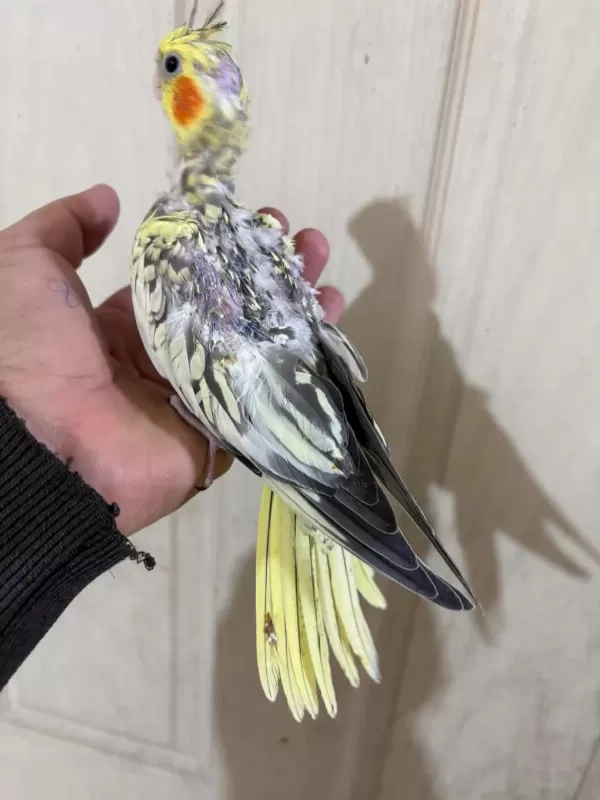 39 Günlük Sultan Papağanı Bebek