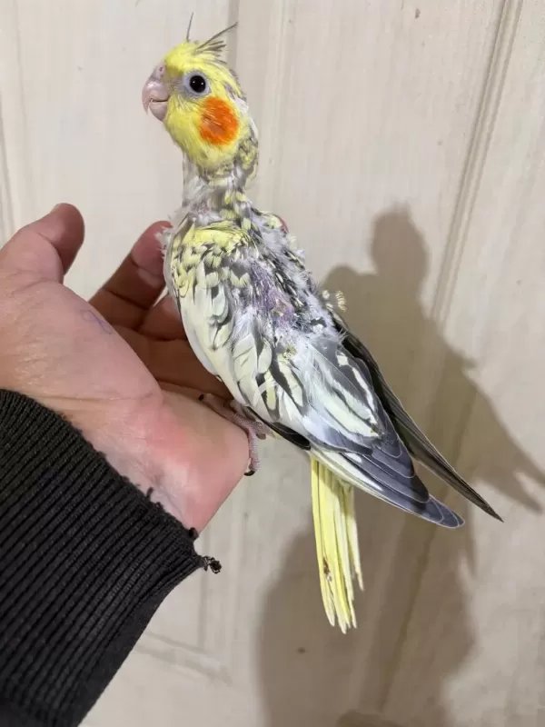 39 Günlük Sultan Papağanı Bebek