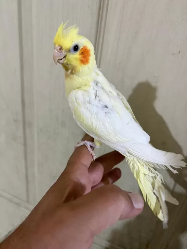 47 Günlük Full Evcil Lutino Bebek Sultan Papağanı