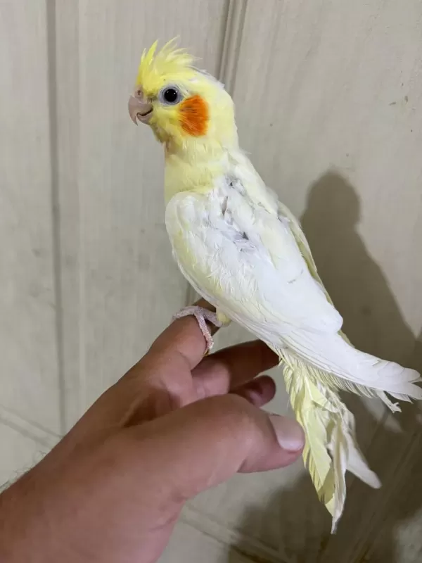 47 Günlük Full Evcil Lutino Bebek Sultan Papağanı