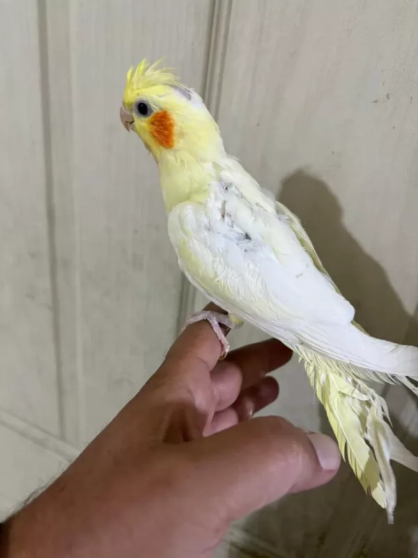 47 Günlük Full Evcil Lutino Bebek Sultan Papağanı