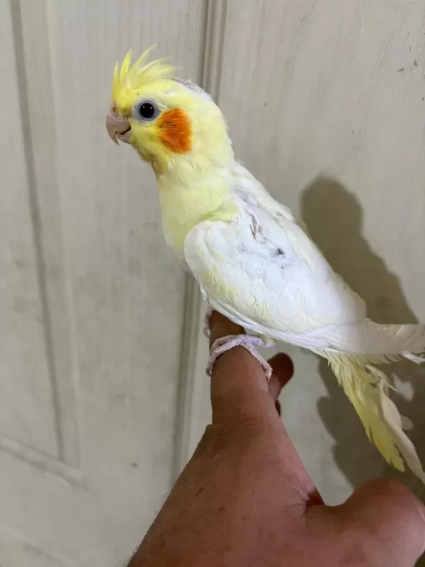 47 Günlük Full Evcil Lutino Bebek Sultan Papağanı