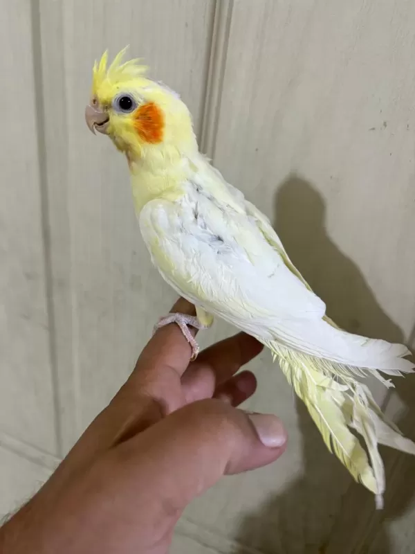 47 Günlük Full Evcil Lutino Bebek Sultan Papağanı