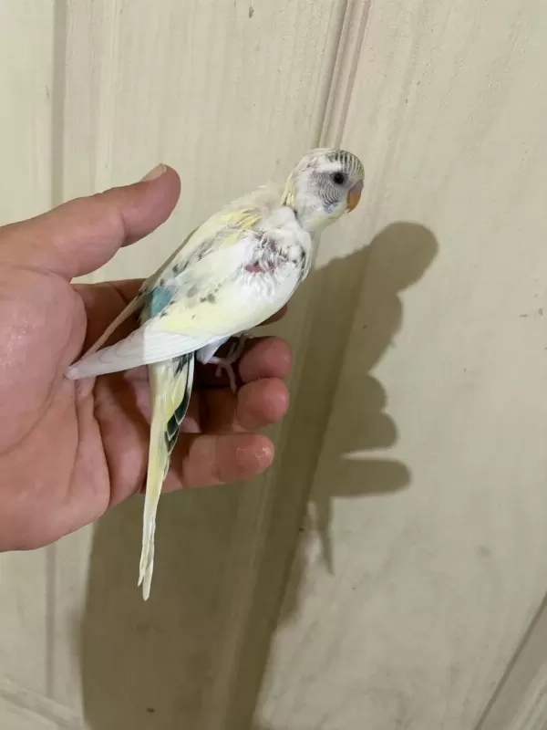 34 Günlük Kusursuz Bebek Muhabbet Kuşu