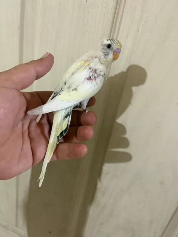 34 Günlük Kusursuz Bebek Muhabbet Kuşu