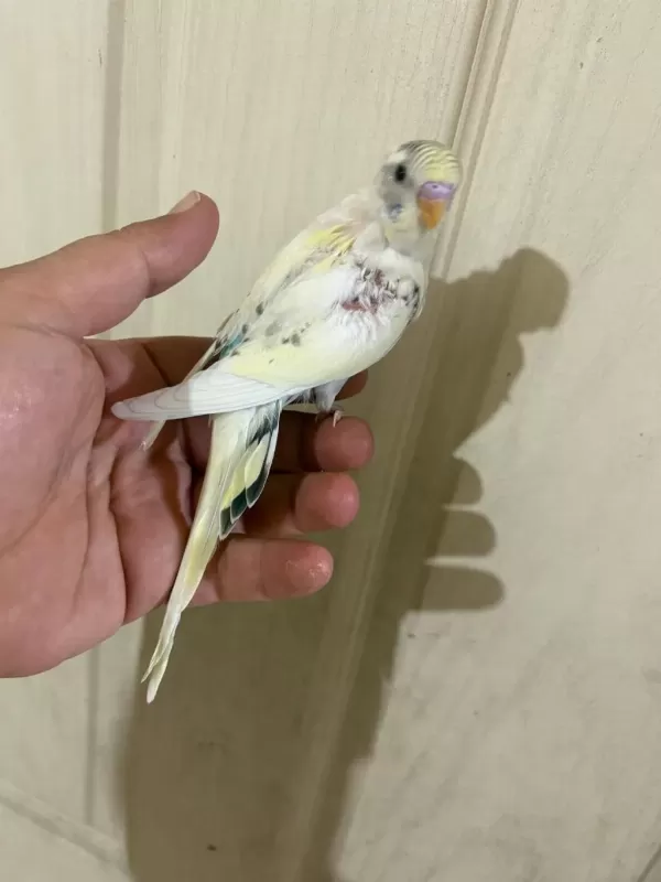 34 Günlük Kusursuz Bebek Muhabbet Kuşu