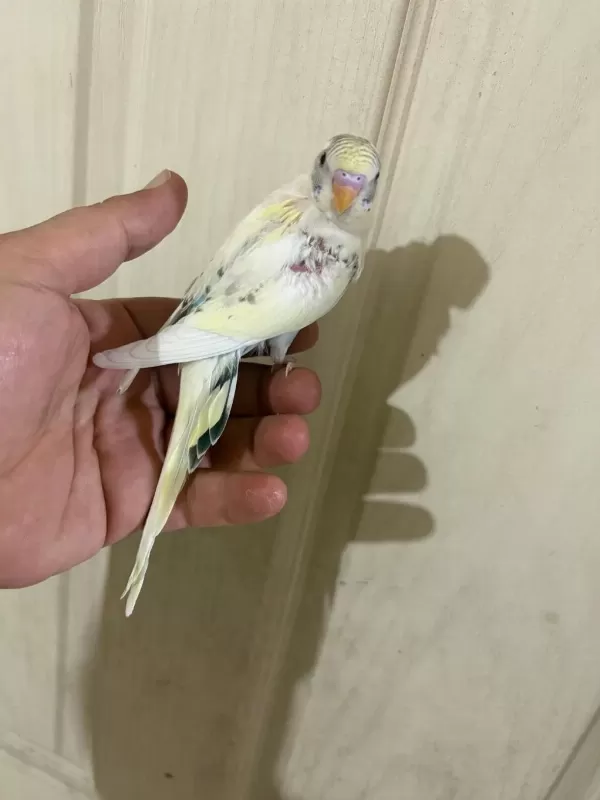 34 Günlük Kusursuz Bebek Muhabbet Kuşu