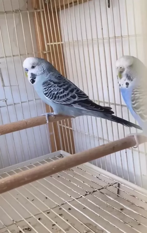 2 Takım Yeni Eşleme Muhabbet Kuşu Gençler