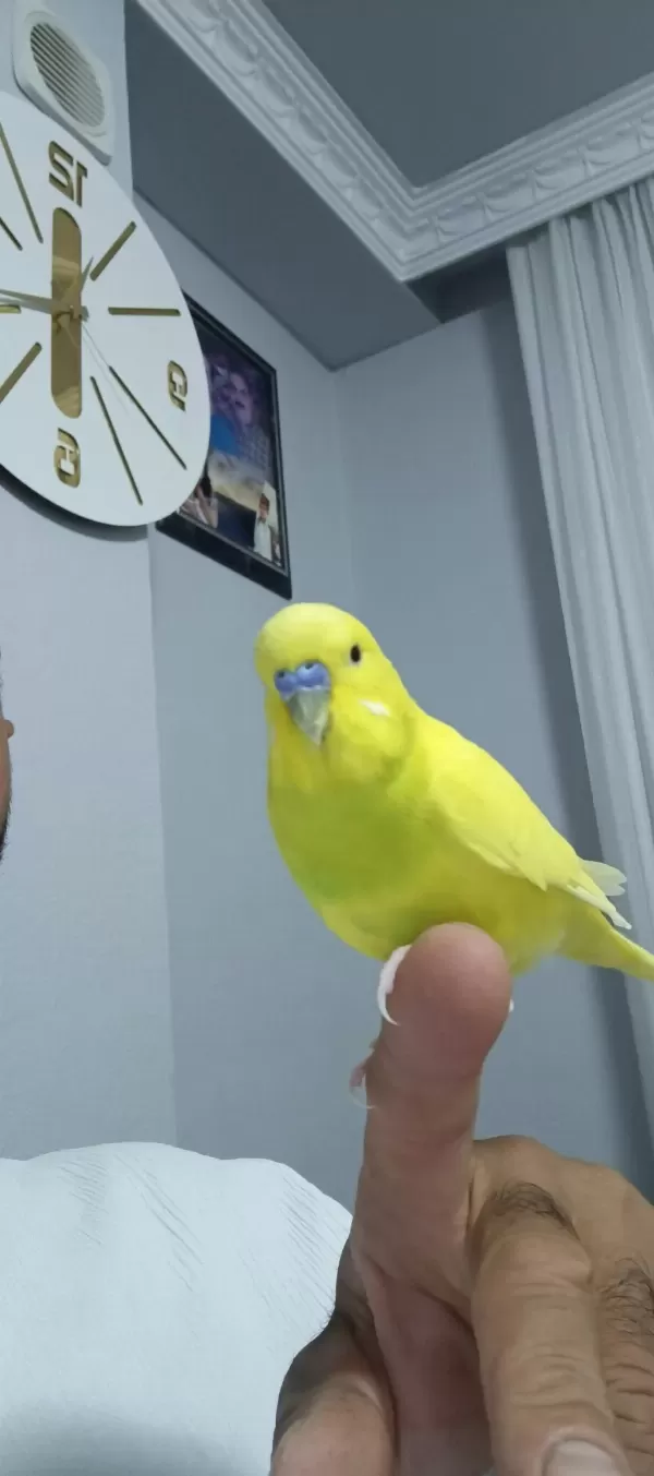Konuşan Muhabbet Kuşumuz Limon