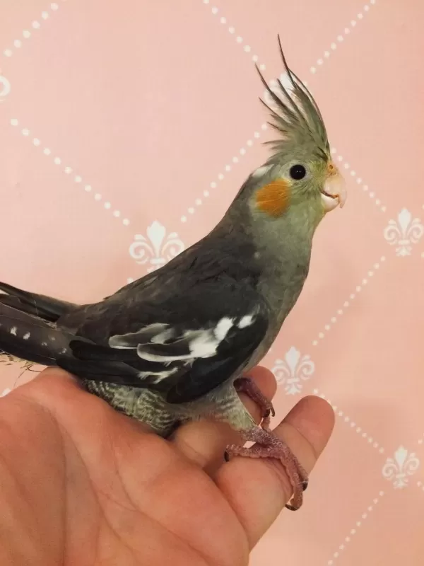 Yeni Yeme Düşmüş Erkek Konuşma Garantili Ev Üretim Sultan