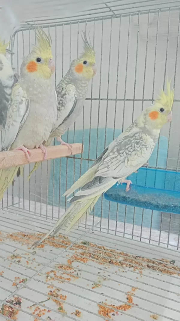 Sultan Papağanı Yavru Ve Damızlık Kuslar