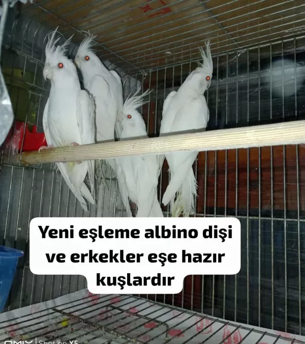 Albino İster Tek İster Takım Sultan Papağanı