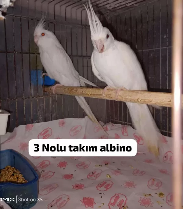 Albino İster Tek İster Takım Sultan Papağanı