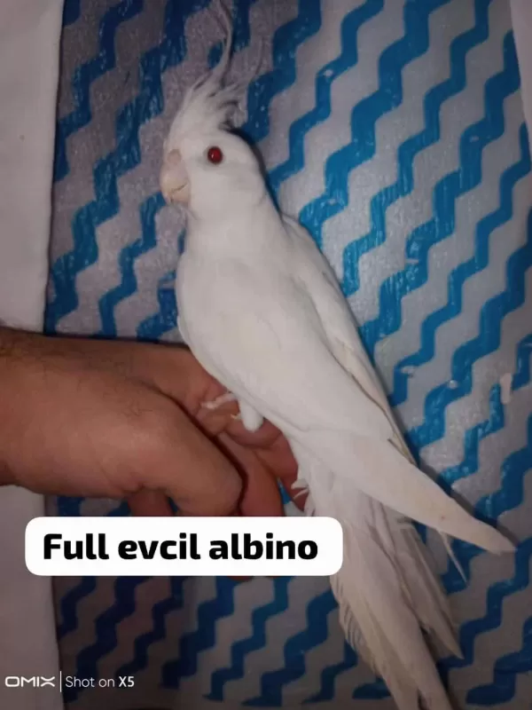Albino İster Tek İster Takım Sultan Papağanı