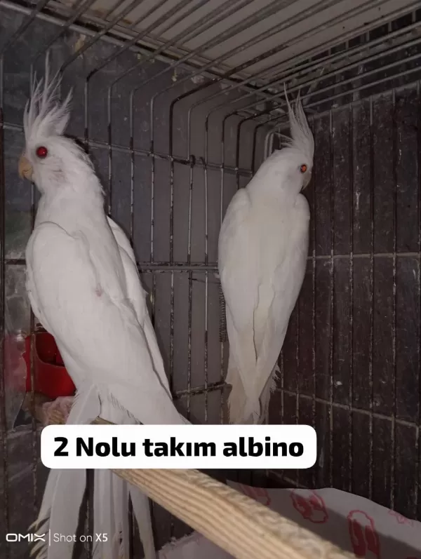 Albino Sultan Papağanı Takımlar