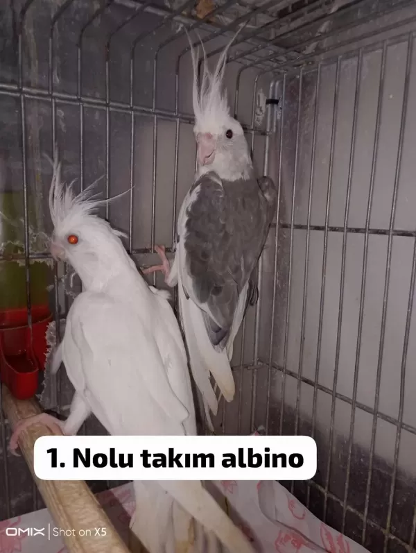 Albino Sultan Papağanı Takımlar
