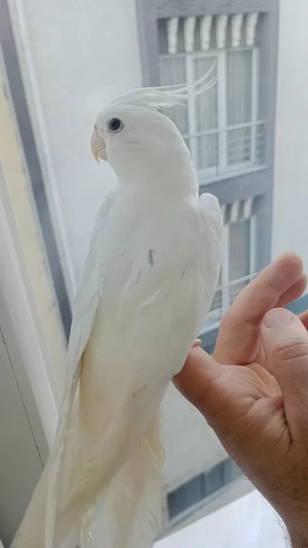 Albino Heavy Full Evcil Sultan Papağanı