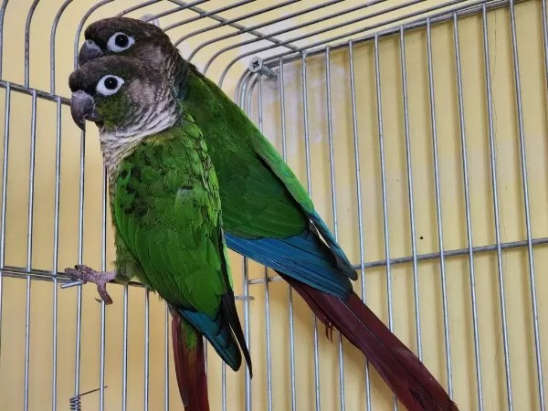 Dna Belgeli Erkek Greencheek Konur