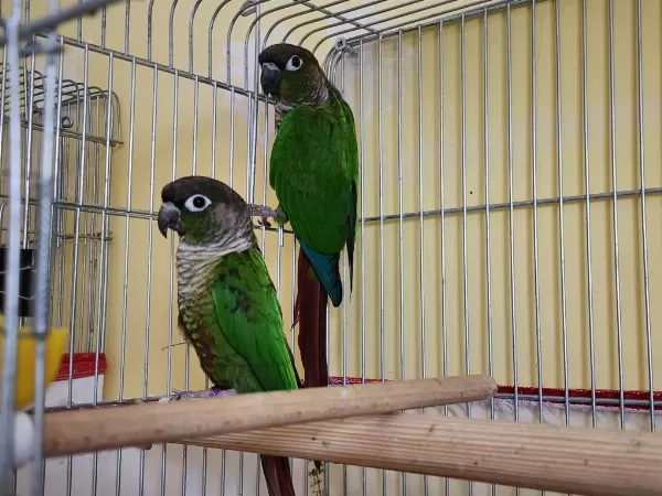 Dna Belgeli Erkek Greencheek Konur