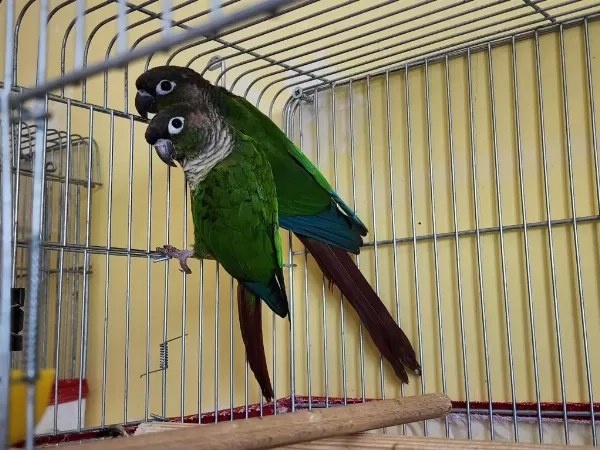 Dna Belgeli Erkek Greencheek Konur