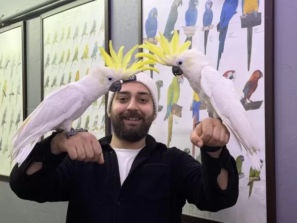 Dev Boylu Eğitimli Konuşan Sülfür Kakadu Papağani