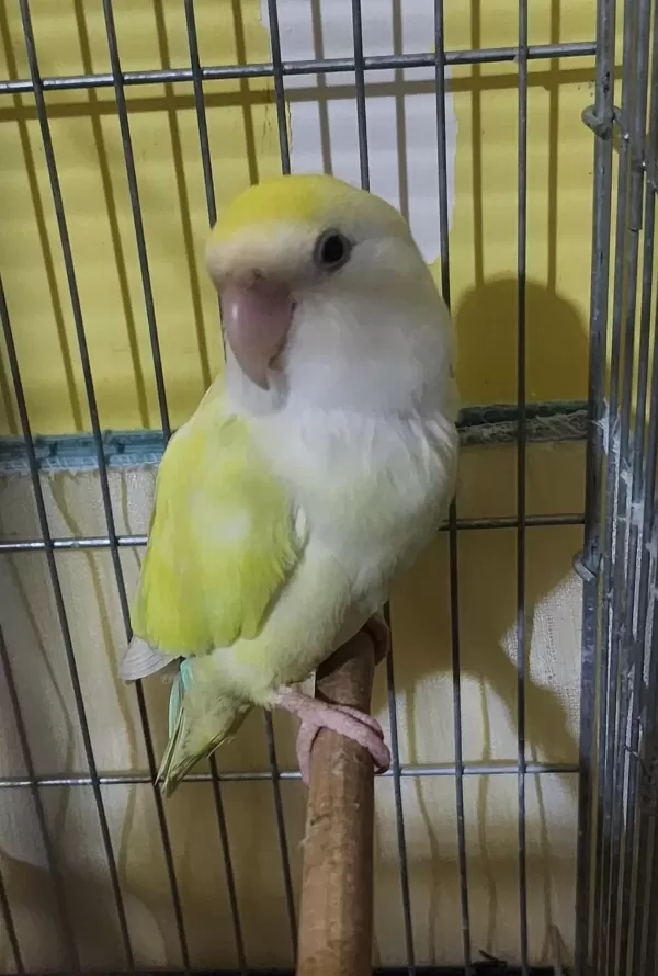 Albinolu Sevda Papağani Takim
