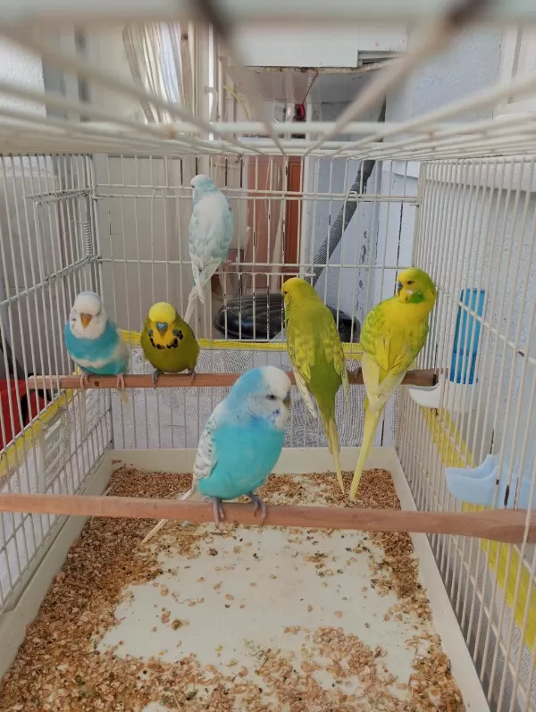 Harika Muhabbet Kuşlarımız