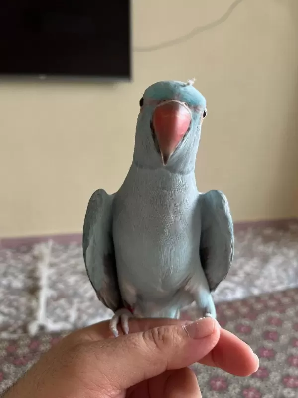 20 Aylik El Besleme Pakistan Papağani