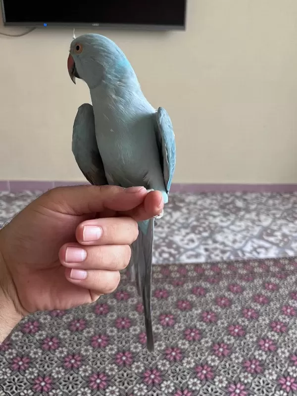 20 Aylik El Besleme Pakistan Papağani