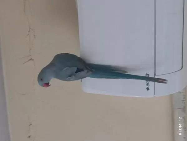 20 Aylik El Besleme Pakistan Papağani