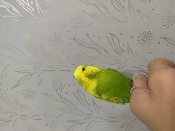 Spangel Taşıyıcı Kırma Dişi Kuşumuz