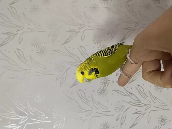 Spangel Taşıyıcı Kırma Dişi Kuşumuz