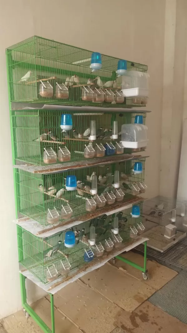 100 Adet Java İspinozu