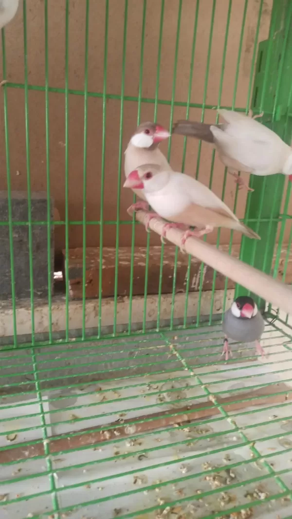 100 Adet Java İspinozu