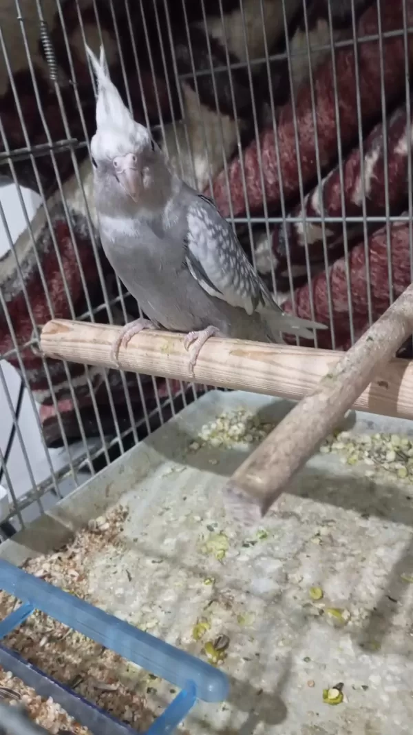A Kalite 10 Numara Wifi Sultan Papağanı Yavru