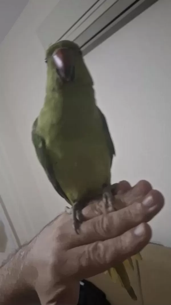 Evcil Pakistan Yavrumuz Paşa