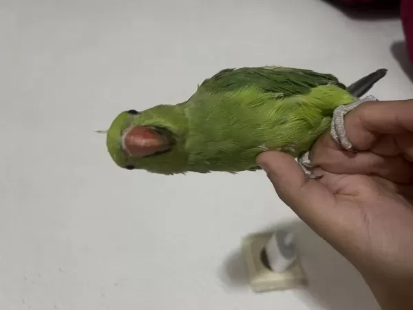 Evcil Pakistan Yavrumuz Paşa