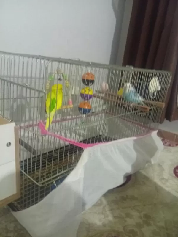 Sağlıklı Muhabbet Kuşlar