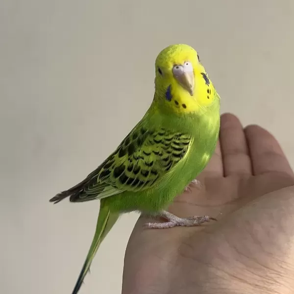 Bebek Muhabbet Kuşu Yeni Yeme Düşmüş Gönderim Vardir