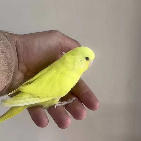 Bebek Muhabbet Kuşu Yeni Yeme Düşmüş Gönderim Vardir