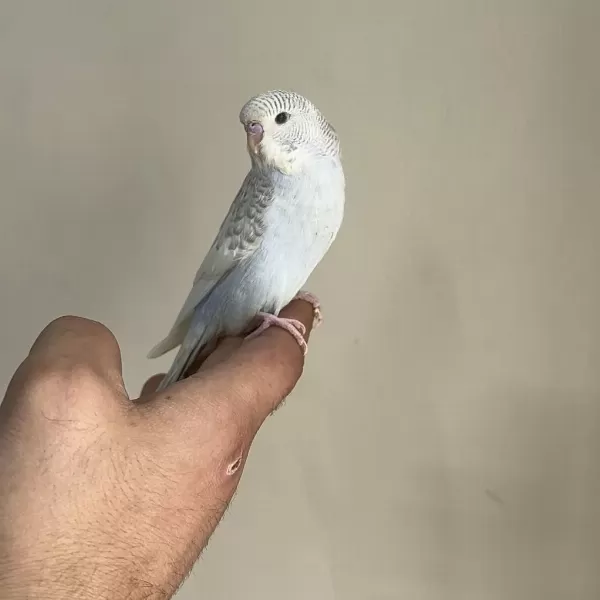 Bebek Muhabbet Kuşu Yeni Yeme Düşmüş Gönderim Vardir