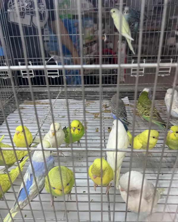 Bebek Muhabbet Kuşu Yeni Yeme Düşmüş Gönderim Vardir