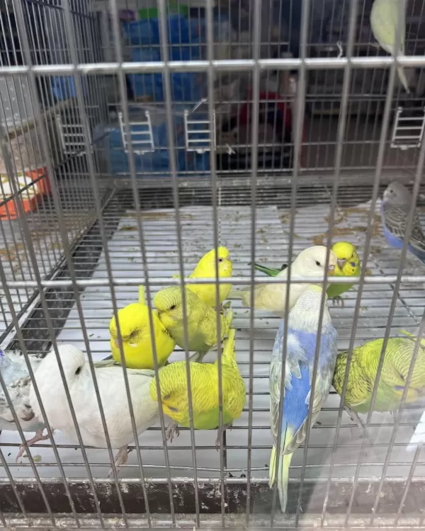 Bebek Muhabbet Kuşu Yeni Yeme Düşmüş Gönderim