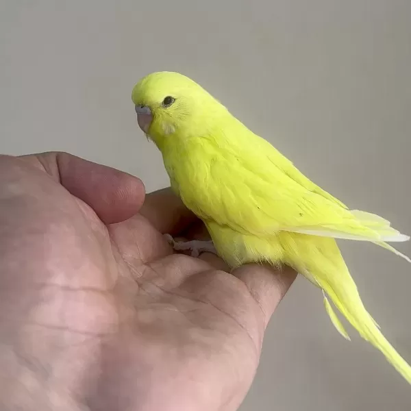 Bebek Muhabbet Kuşu Yeni Yeme Düşmüş Gönderim