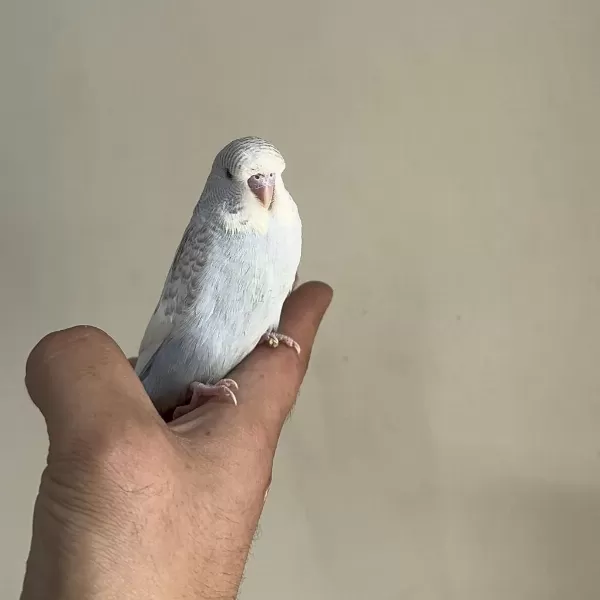 Bebek Muhabbet Kuşu Yeni Yeme Düşmüş Gönderim