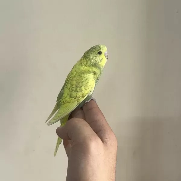 Bebek Muhabbet Kuşu Yeni Yeme Düşmüş Gönderim