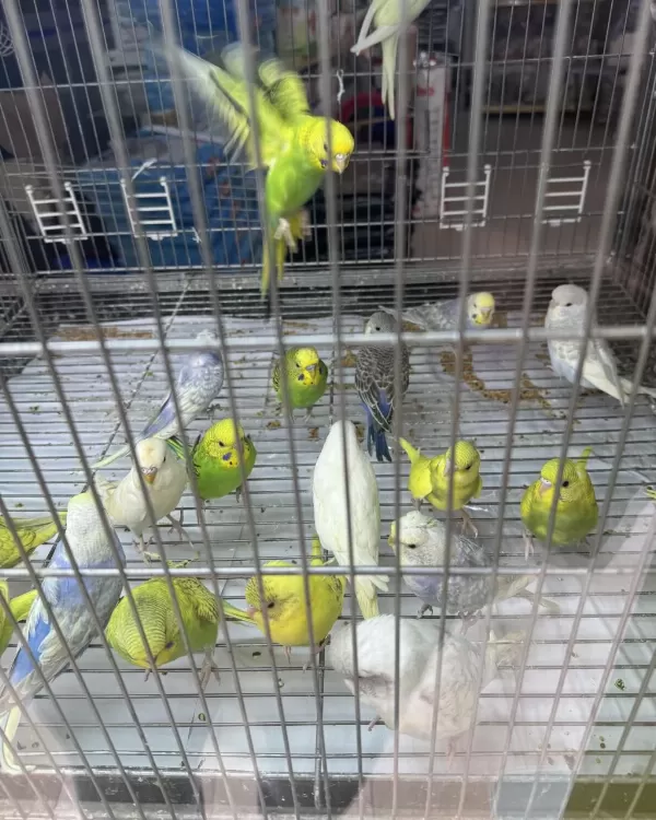 Bebek Muhabbet Kuşu Yeni Yeme Düşmüş Gönderim Var