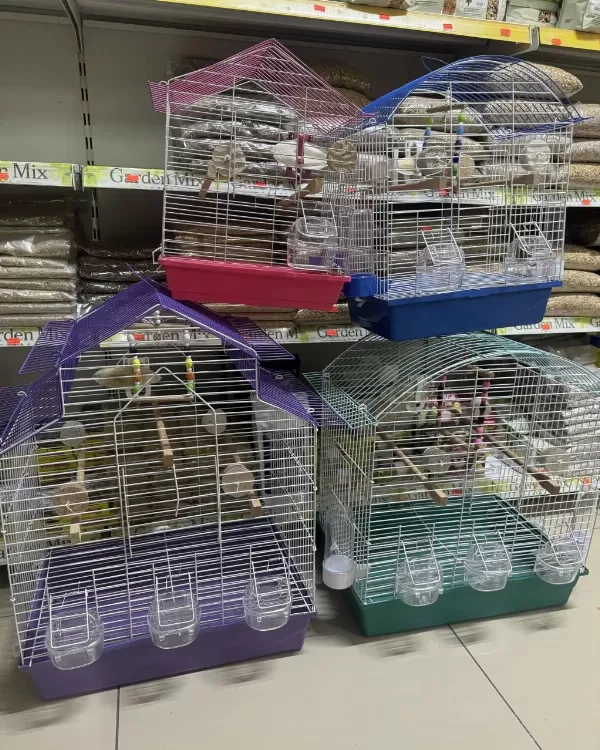 Bebek Muhabbet Kuşu Yeni Yeme Düşmüş Gönderim Var