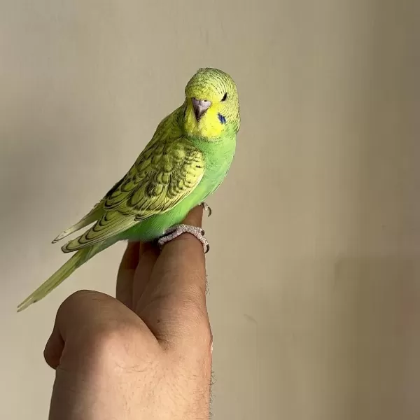 Bebek Muhabbet Kuşu Yeni Yeme Düşmüş Gönderim Var